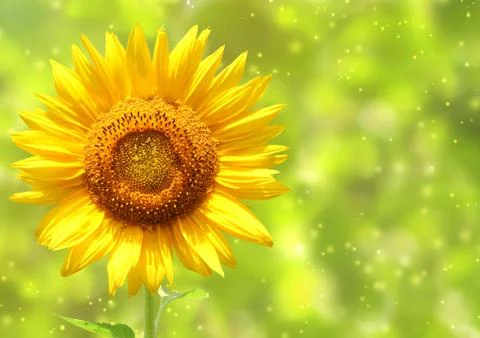 Sunflower Stock Illustration