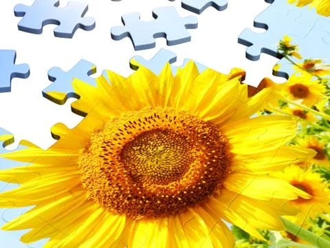 Sunflower Stock Illustration