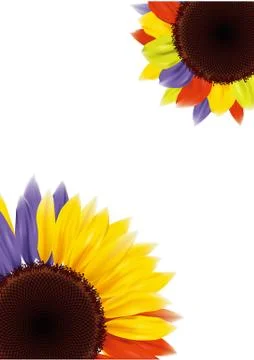 Sunflower Stock Illustration