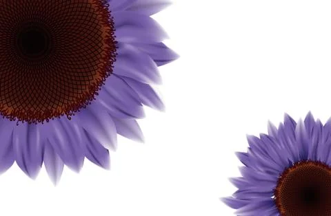 Sunflower Stock Illustration