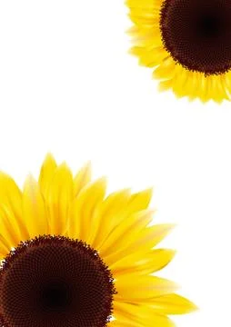 Sunflower Stock Illustration