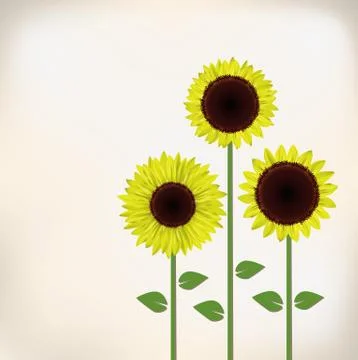 Sunflower Stock Illustration