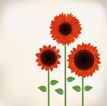 Sunflower Stock Illustration