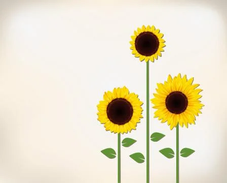 Sunflower Stock Illustration