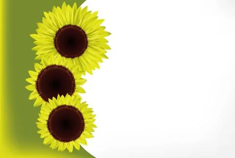 Sunflower Stock Illustration