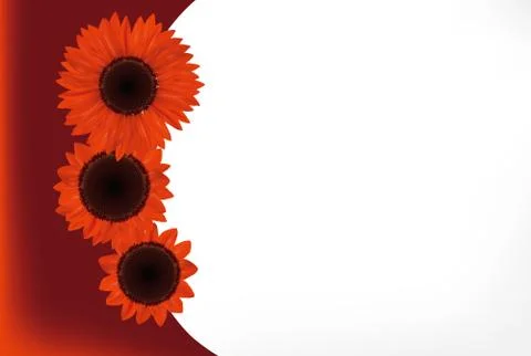 Sunflower Stock Illustration