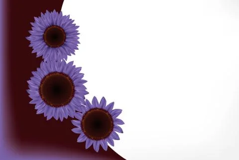 Sunflower Stock Illustration