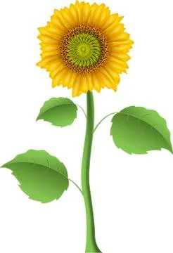 Sunflower Stock Illustration