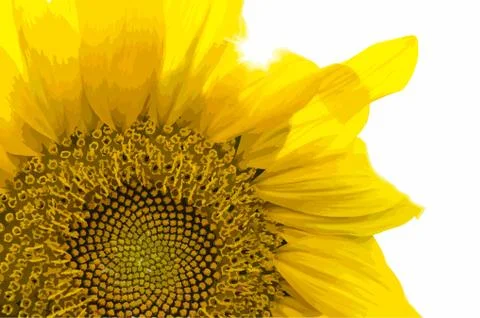 Sunflower Stock Illustration