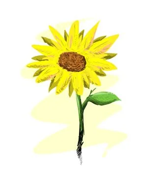 Sunflower Stock Illustration