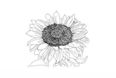 A sunflower Illustrazione stock