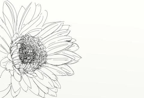 A sunflower Illustrazione stock