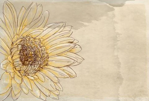 A sunflower Stock Illustration