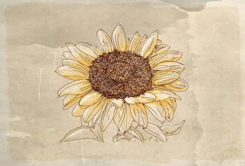 A sunflower Stock Illustration