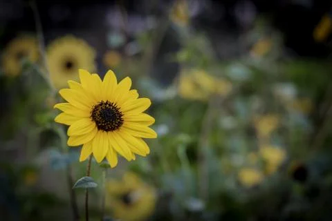Sunflower Illustrazione stock