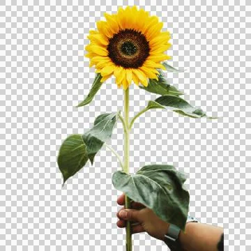 Sunflower Stock Illustration