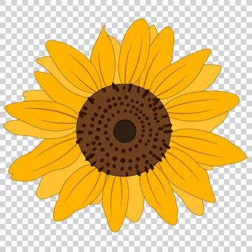 Sunflower 库存插图
