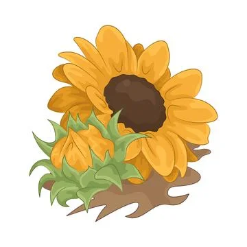 Sunflower Illustration Stock Illustration