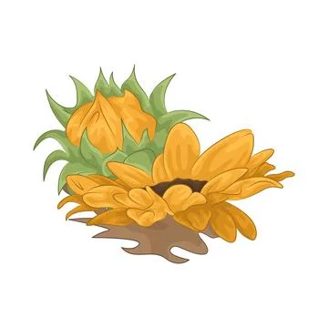 Sunflower Illustration Stock Illustration