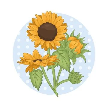 Sunflower Illustration Stock Illustration