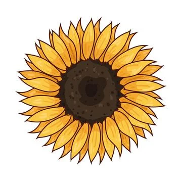 Sunflower illustration Illustrazione stock
