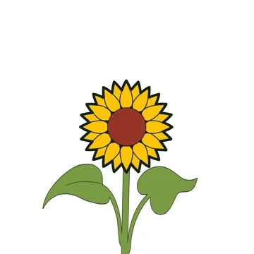 Sunflower illustration Stock Illustration