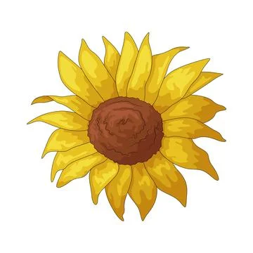 Sunflower illustration Ilustración de archivo