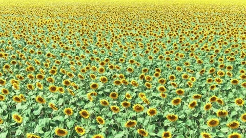 Sunflower infinity field with yellow flowers Stock Footage 134628930