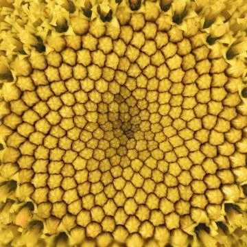 Sunflower inflorescence Stock Photos