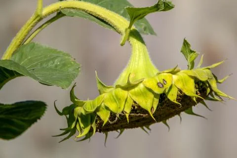 Sunflower with insects on gray background. Stock Photos
