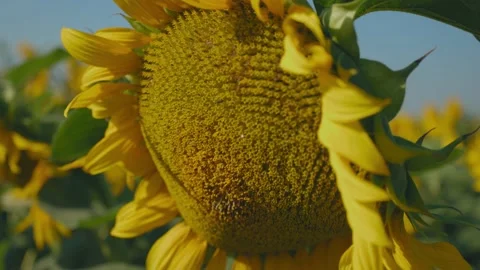 A sunflower with insects on it 動画素材 166857375