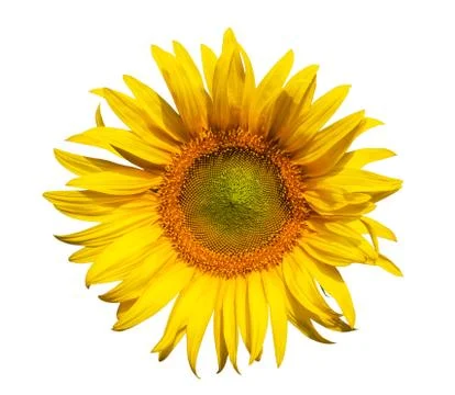 Sunflower isolate Stock Photos