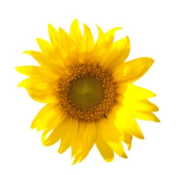 Sunflower isolate on white background Stock Photos