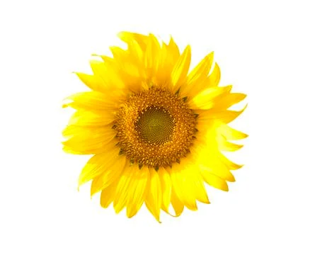 Sunflower isolate on white background Stock Photos