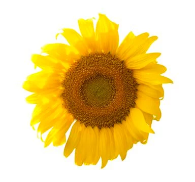 Sunflower isolate on white background Stock Photos