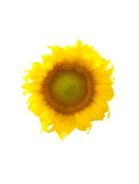 Sunflower isolate on white background Stock Photos