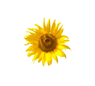 Sunflower isolate on white background Stock Photos