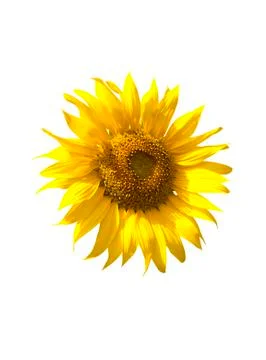 Sunflower isolate on white background Stock Photos