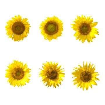 Sunflower isolate on white background Stock Photos