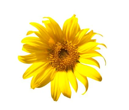 Sunflower isolate on white background Stock Photos
