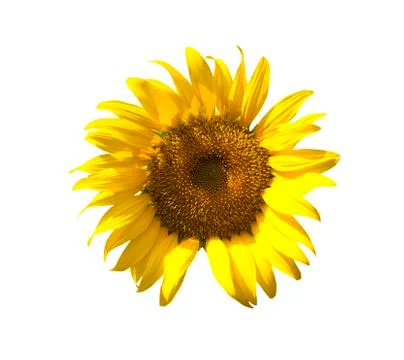 Sunflower isolate on white background Stock Photos