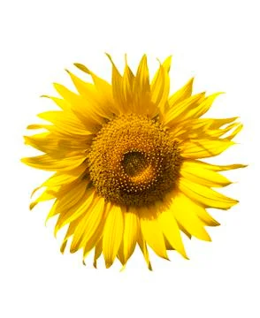 Sunflower isolate on white background Stock Photos