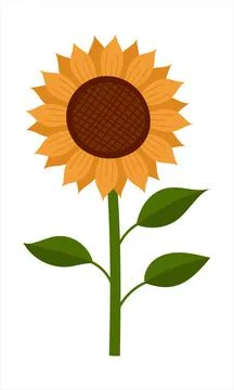Sunflower, isolated flat vector illustration Illustrazione stock