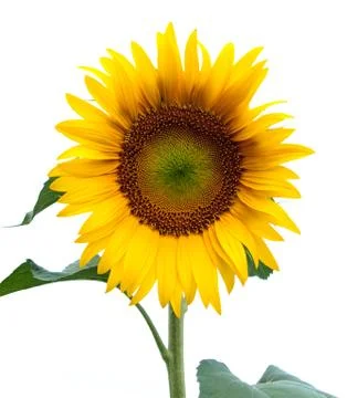 Sunflower isolated Foto stock