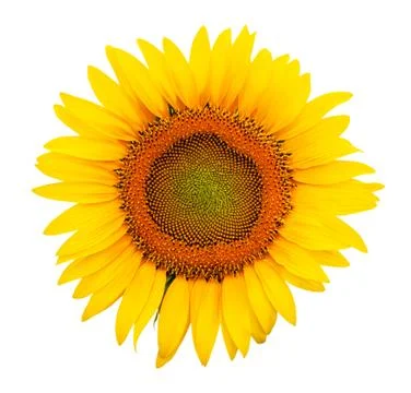 Sunflower isolated 库存照片