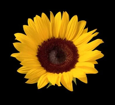 Sunflower isolated Stock Photos