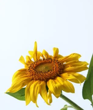 Sunflower isolated Stock-Fotos