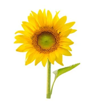Sunflower isolated Stock Photos