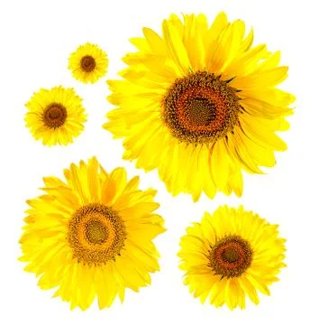 Sunflower isolated Stock Photos