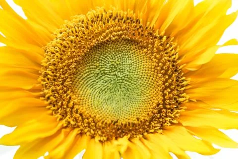 Sunflower isolated Stock Photos
